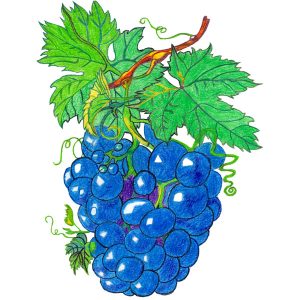 De la grappe au vin (étude 2023)